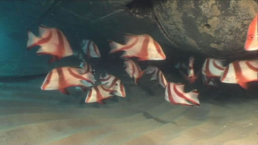 Dive HMAS Brisbane - Her Story Image Gallery  Juvinile Red Emperor under the stern